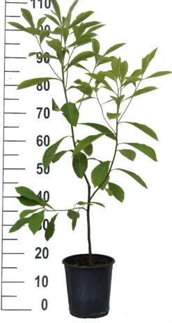 Franklinia Alatamaha "Franklinie / Franklinbaum" Franklinia Alatamaha -Geschäft Für Pflanzensamen Und Düngemittel Franklinie neu weiss