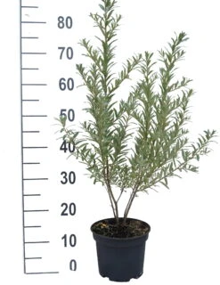 Geschäft Für Pflanzensamen Und Düngemittel -Geschäft Für Pflanzensamen Und Düngemittel Friesdorfer Orange