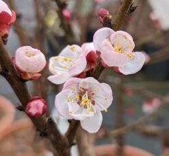 Zwerg-Aprikose `Garden Aprigold® ´ Prunus Armeniaca `Garden Aprigold´ -Geschäft Für Pflanzensamen Und Düngemittel Garden Aprigold Bl te