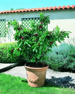 Zwerg-Süßkirsche `Garden Bing®´ Prunus Avium `Garden Bing´