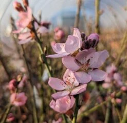 Zwerg-Fruchtmandel `Garden Prince´ Prunus `Zwerg-Fruchtmandel´ -Geschäft Für Pflanzensamen Und Düngemittel Garden Prince Bl te2