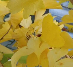 Ginkgo / Fächerblattbaum Ginkgo Biloba -Geschäft Für Pflanzensamen Und Düngemittel Ginkgo biloba Herbstf rbung