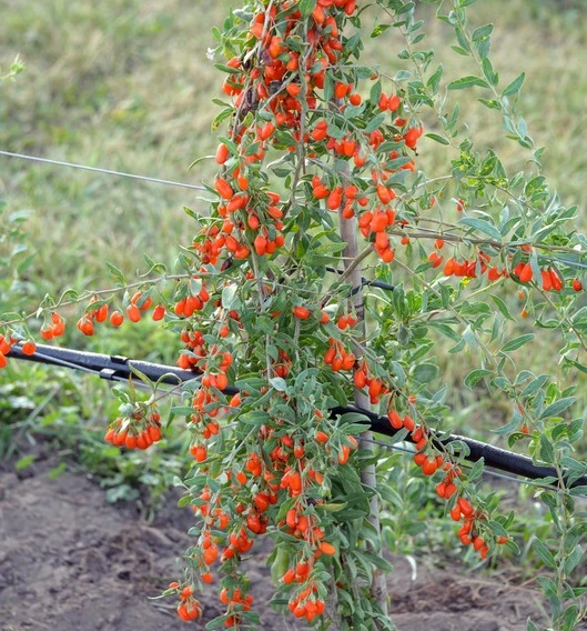 Goji / Chinesische Wolfsbeere `Big Lifeberry´ Lycium Barbarum `Big Lifeberry´ 1 Goji / Chinesische Wolfsbeere `Big Lifeberry´ Lycium Barbarum `Big Lifeberry´