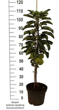 Säulenapfel `Goldcats´ Malus Domestica `Goldcats´ -Geschäft Für Pflanzensamen Und Düngemittel Goldcats zweij hrig weiss