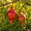 Granatapfel `Crimson Sky´ Punica Granatum `Crimson Sky´