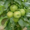 Säulenapfel `GreenCats´ Malus Domestica `Greencats´