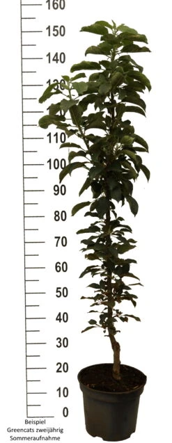 Säulenapfel `GreenCats´ Malus Domestica `Greencats´ 8 Säulenapfel `GreenCats´ Malus Domestica `Greencats´ -Geschäft Für Pflanzensamen Und Düngemittel Greencats weiss