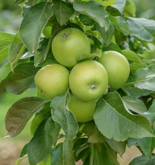 Säulenapfel `GreenCats´ Malus Domestica `Greencats´ 1 Säulenapfel `GreenCats´ Malus Domestica `Greencats´