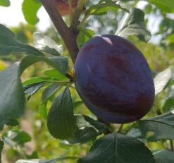 Haganta (S) Prunus Domestica `Haganta´ -Geschäft Für Pflanzensamen Und Düngemittel Haganta