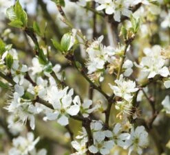Haganta (S) Prunus Domestica `Haganta´ -Geschäft Für Pflanzensamen Und Düngemittel Haganta Bl tevMzmCqNGCleBH