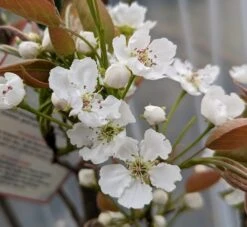 Nashi Hakko Pyrus Pyrifolia `Hakko´ -Geschäft Für Pflanzensamen Und Düngemittel Hakko Bl te