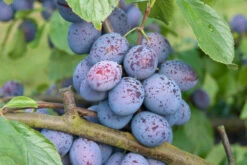 Hanita ® Prunus Domestica `Hanita -Geschäft Für Pflanzensamen Und Düngemittel Hanita3