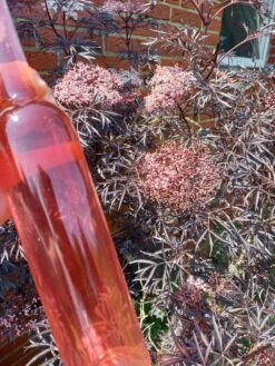 Holunder Black Lace ® Sambucus Nigra `Black Lace´ -Geschäft Für Pflanzensamen Und Düngemittel Holunderbl ten Likor rosa