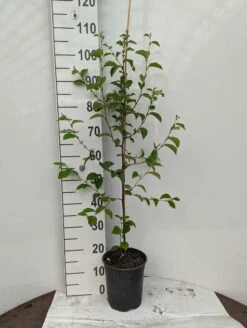 Chinesische Quitte / Holzquitte Pseudocydonia Sinensis 11 Chinesische Quitte / Holzquitte Pseudocydonia Sinensis -Geschäft Für Pflanzensamen Und Düngemittel Holzquitte