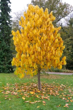 Veredelte Indianerbanane (Paw Paw) `Prima 1216´ Asimina Triloba `Prima 1216´ -Geschäft Für Pflanzensamen Und Düngemittel Indianerbanane BaummHuI31ooy7GZn