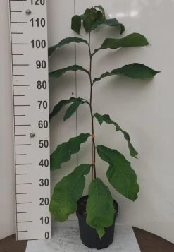 Veredelte Indianerbanane `Prolific´ Asimina Triloba `Profilic´ -Geschäft Für Pflanzensamen Und Düngemittel Indianerbanane weissUlvLMu4s0J9e2