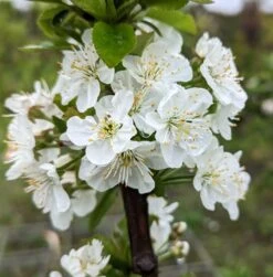 Säulensauerkirsche `Jachim´ Prunus Cerasus `Jachim´ -Geschäft Für Pflanzensamen Und Düngemittel Jachim Bl te