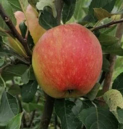James Grieve Malus Domestica -Geschäft Für Pflanzensamen Und Düngemittel James GrievenWL4e8v3N45Ys