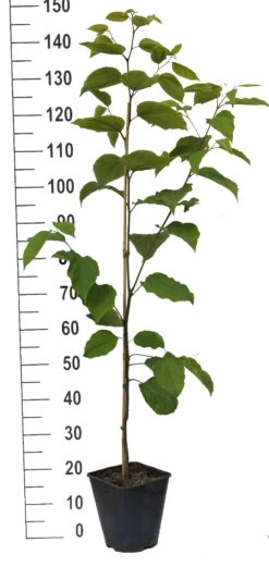 Japanischer Rosinenbaum Hovenia Dulcis -Geschäft Für Pflanzensamen Und Düngemittel Japanischer rosinenbaum weiss