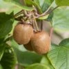 Kiwi Jenny (selbstfruchtbar) Actinidia Chinensis `Jenny´