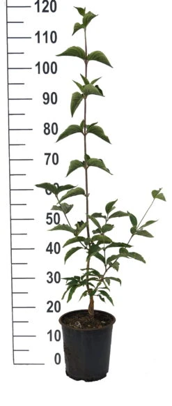 Großfrüchtige Kornelkirsche `Jolico´ Cornus Mas `Jolico´ -Geschäft Für Pflanzensamen Und Düngemittel Jolico Kornelkirsche weiss