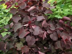 Judasbaum `Forest Pansy´ Cercis Canadensis