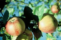 Kaiser Wilhelm Malus Domestica -Geschäft Für Pflanzensamen Und Düngemittel KaiserWilhelm7