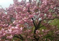 Zierkirsche `Kanzan´ Prunus Serrulata `Kanzan´ -Geschäft Für Pflanzensamen Und Düngemittel Kanzan Kirsche