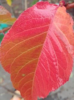 Zierkirsche `Kanzan´ Prunus Serrulata `Kanzan´ -Geschäft Für Pflanzensamen Und Düngemittel Kanzan herbstf rbung