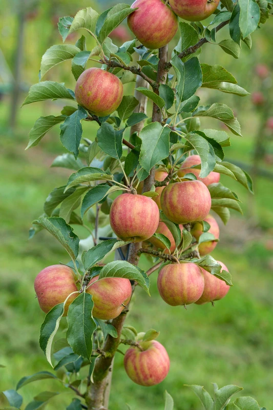 Karneval Ⓢ Malus Domestica `Karneval´ 2 Karneval Ⓢ Malus Domestica `Karneval´ – Bild 2