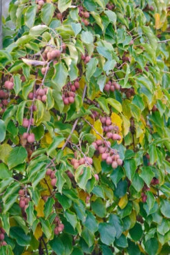 Geschäft Für Pflanzensamen Und Düngemittel -Geschäft Für Pflanzensamen Und Düngemittel Kens Red 2