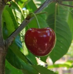 Säulensauerkirsche `Jachim´ Prunus Cerasus `Jachim´ -Geschäft Für Pflanzensamen Und Düngemittel KirscheqrHhSGMlGgmAy