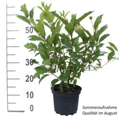 Knopfbusch Cephalanthus Occidentalis -Geschäft Für Pflanzensamen Und Düngemittel Knopfbusch weiss