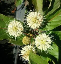 Knopfbusch Cephalanthus Occidentalis -Geschäft Für Pflanzensamen Und Düngemittel Knopfbusch58b005dc6a8ac