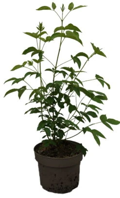 Kolchische Pimpernuss Staphylea Colchica -Geschäft Für Pflanzensamen Und Düngemittel Kolchische Pimpernuss