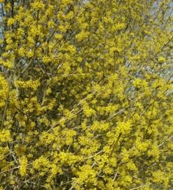 Großfrüchtige Kornelkirsche `Schönbrunner Gourmet Dirndl´ Cornus Mas `Schönbrunner Gourmetdirndl´ 7 Großfrüchtige Kornelkirsche `Schönbrunner Gourmet Dirndl´ Cornus Mas `Schönbrunner Gourmetdirndl´ -Geschäft Für Pflanzensamen Und Düngemittel Kornelkirschen