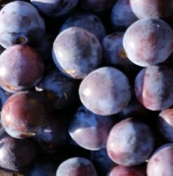 Artländer Zuckerpflaume Prunus Domestica `Artländer Zuckerpflaume´