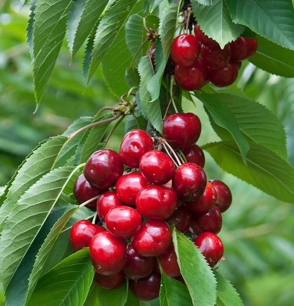 Lapins-selbstfruchtbar Prunus Avium `Lapins´ 1 Lapins-selbstfruchtbar Prunus Avium `Lapins´