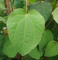 Lebkuchenbaum / Katsurabaum Cercidiphyllum Japonicum -Geschäft Für Pflanzensamen Und Düngemittel Lebkuchenbaum Blatt