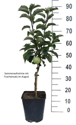 Zwergapfel Maloni® `Lilly´® Malus Domestica `Lilly´ -Geschäft Für Pflanzensamen Und Düngemittel Lilly weiss