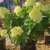 Rispenhortensie `Little Lime®´ Hydrangea Paniculata `Little Lime´