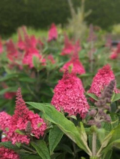 Schmetterlingsflieder Butterfly Candy® (versch. Farben) Buddleja Davidii -Geschäft Für Pflanzensamen Und Düngemittel Little Ruby