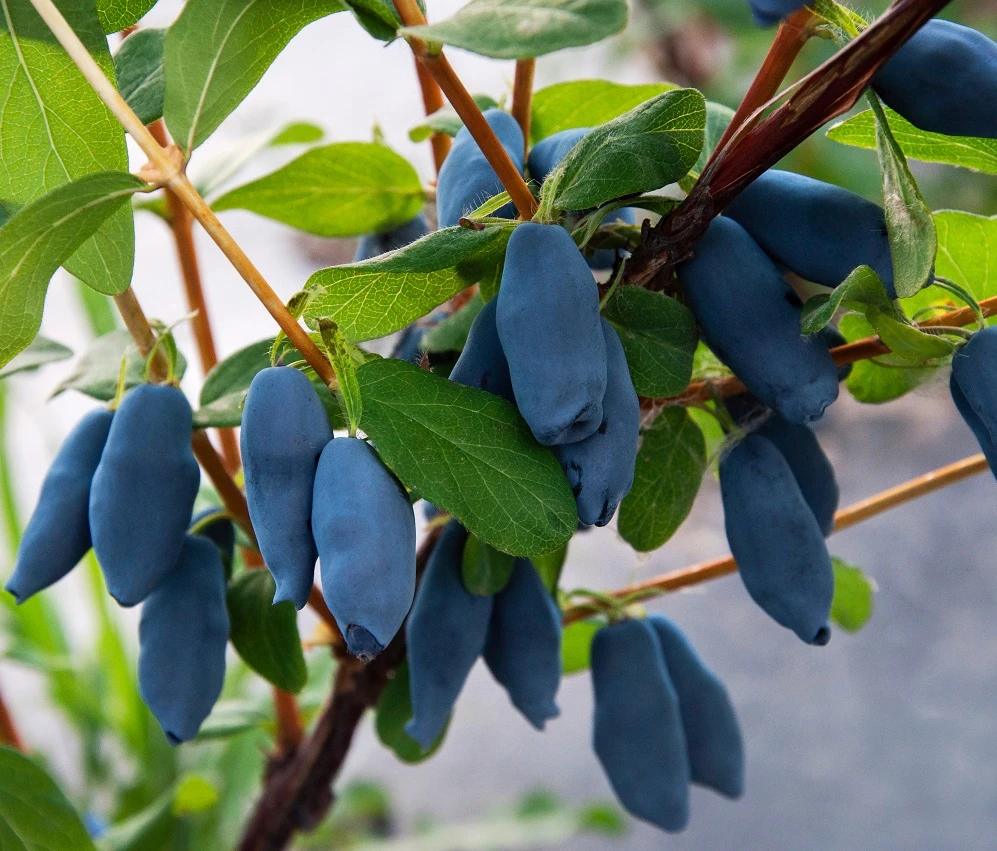 Honigbeere / Maibeere `Aurora´ Lonicera Caerulea `Aurora´ 1 Honigbeere / Maibeere `Aurora´ Lonicera Caerulea `Aurora´