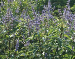 Mönchspfeffer Vitex Agnus Castus -Geschäft Für Pflanzensamen Und Düngemittel M nchpfeffer 3