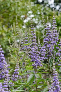 Mönchspfeffer Vitex Agnus Castus -Geschäft Für Pflanzensamen Und Düngemittel M nchspfeffer