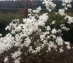 Sternmagnolie Magnolia Stellata -Geschäft Für Pflanzensamen Und Düngemittel Magnolia stellata