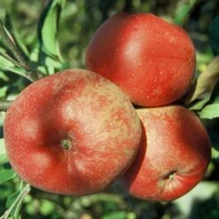 Melrose Malus Domestica `Melrose´ -Geschäft Für Pflanzensamen Und Düngemittel Melrose Apfel