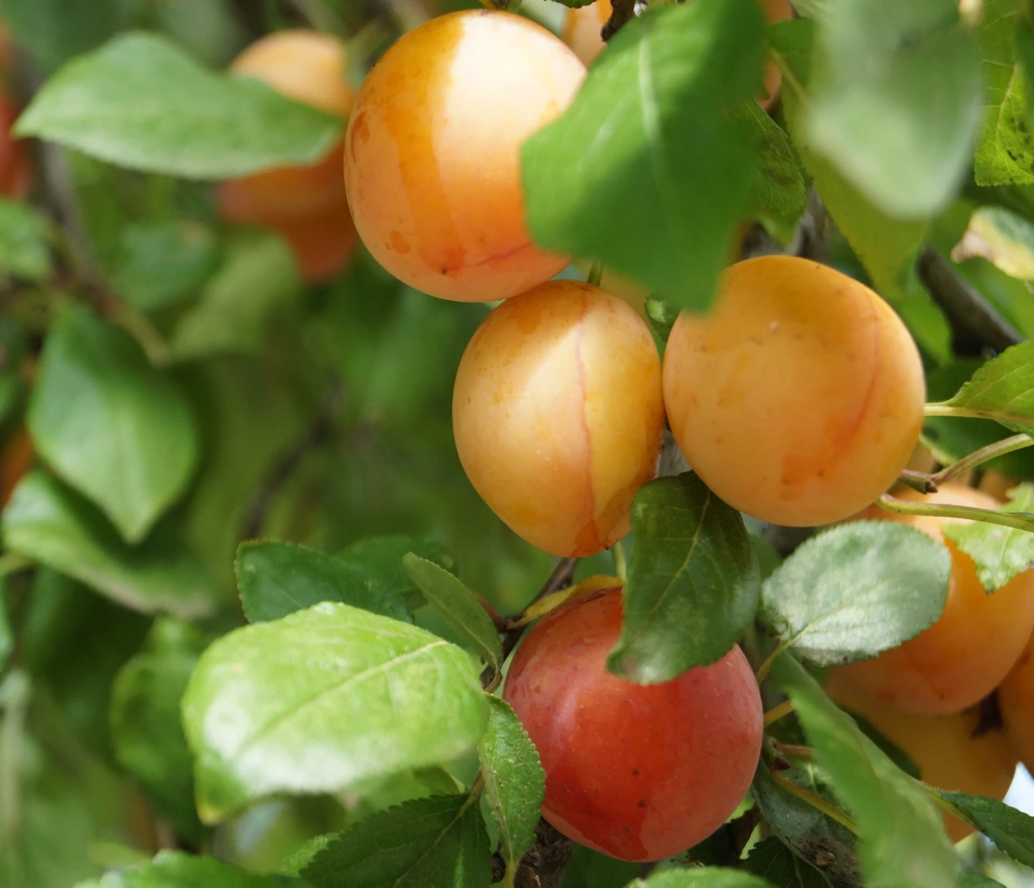 MilankaⓇ Bunte Kirschpflaume Prunus Cerasifera `Milanka´ 1 MilankaⓇ Bunte Kirschpflaume Prunus Cerasifera `Milanka´