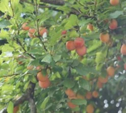 MilankaⓇ Bunte Kirschpflaume Prunus Cerasifera `Milanka´ 5 MilankaⓇ Bunte Kirschpflaume Prunus Cerasifera `Milanka´ -Geschäft Für Pflanzensamen Und Düngemittel Milanka Frucht