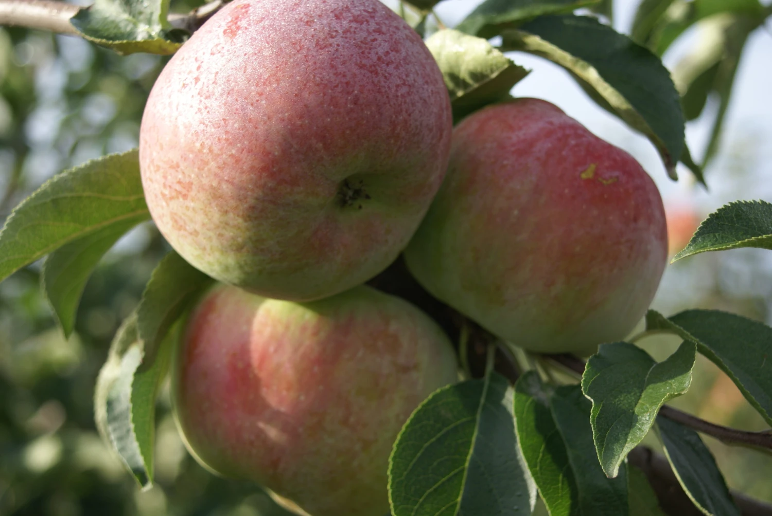 Mira ® Malus Domestica 1 Mira ® Malus Domestica